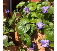 Semi di viola profumati - semi di Viola odorata - le da giardino roccioso sono resistenti balcone del giardino aromatiche da balcone 150pcs