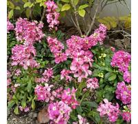 Semi di violacciocca, decorative balcone con interna Giardino roccioso, resistenti per il pieno sole in vaso giardino arredamento del soggiorno 100pcs