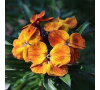 Semi di violacciocca estivi biologici resistenti semi di selvatici decorazioni giardino per esterni esotico vecchie varietà primaverili come bomboniera 150pcs
