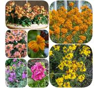 Semi di violacciocca - per giardinieri resistenti balcone organico semi di raro per i luoghi soleggiati copertura del terreno 500pcs