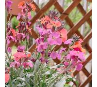 Semi di violacciocca - raro esotico organico resistenti semi di selvatici per i luoghi soleggiati copertura del terreno serre balcone 100pcs