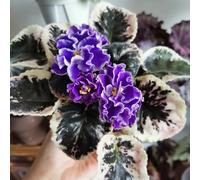 semi di violetta africana, estremamente resistenti per il giardino biologici per da balcone Perenni, alla tappezzatura del 40pcs