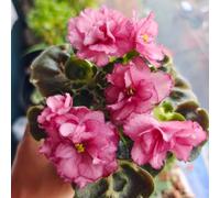 semi di violetta africana - per il balcone, per il giardino estremamente resistenti perenni da ombra, alla tappezzatura del 10pcs