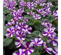 Semi di violetta africana semi di perenne resistenti prato decorazione del prato del giardino 350pcs