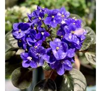 Semi di violetta africana semi soffitti verdi del prato del giardino di prato esotici resistenti balcone, 220pcs