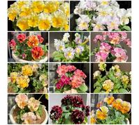 Semi di violetta cornuta - acquistarere di violetta cornuta Viola cornuta - da balcone resistenti vecchie varietà perenni 800pcs