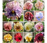 Semi di violetta cornuta - acquistarere di violetta cornuta Viola cornuta - semi di esotiche decorazione soggiorno da balcone resistenti esotici 250pcs