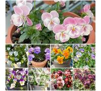 Semi di violetta cornuta - da balcone da giardino Viola cornuta - resistenti resistenti per il giardino rare semi di esotiche 600pcs