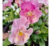 Semi di violetta cornuta perenne, semi di copertura del terreno Viola cornuta, resistenti per il giardino semi di esotiche perenni per luoghi soleggiati 80pcs