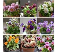 Semi di violetta cornuta perenne, semi di selvatici Viola cornuta, rare da balcone resistenti per il giardino decorazione 800pcs