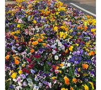 Semi di violetta cornuta raro resistenti per giardini rocciosi per luoghi soleggiati da balcone vecchie varietà arredamento del soggiorno esotico semi di come 100pcs