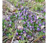 Semi di violetta dolce, da esterno resistenti semi di decorativi da giardino roccioso semi di come per gli ospiti 250pcs