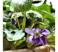 Semi di violetta dolce, rare selvatici resistenti per il giardino da balcone semi di come per gli ospiti 180pcs