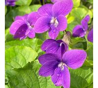 Semi di violetta dolce resistenti, semi di come per gli ospiti serre da balcone rare per luoghi soleggiati esotiche decorazione del soggiorno 60pcs