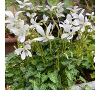 Semi di violetta dolce vecchie varietà organico da balcone semi di selvatici esotico per gli amanti del giardino come bomboniera per luoghi soleggiati raro 300pcs