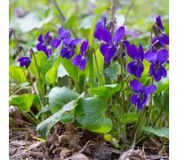 Semi di violetta fragranti resistenti resistenti all'inverno per balconi, Le perenne sono perenne al 550pcs