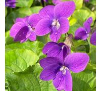 Semi di violetta profumati resistenti Le rocce giardino sono resistenti semi giardino interno violetta profumati con 150pcs