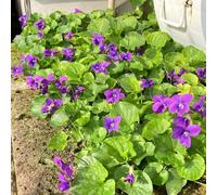 Semi di violetta profumati resistenti Semi di violetta profumati con resistenti Le perenne sono perenne per 25pcs