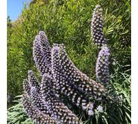 Semi di vipera - in vaso esterni giardino interno resistenti 500pcs