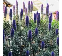 Semi di vipera - resistenti decorative balcone biologici esotiche vecchie varietà 250pcs