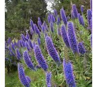 Semi di vipera - resistenti giardino decorazione soggiorno giardino vecchie varietà esterni 50pcs