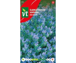 Semi di Viperina Blue Bedder - Bella varietà con bei fiori blu violacei