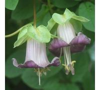 Semi di vite campana biologici, da giardino resistenti Cobaea scandens, biologici semi di balcone per esterno resistenti 60pcs