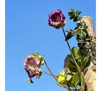 Semi di vite campana biologici, semi di Cobaea scandens, rare resistenti per il giardino vecchie varietà di semi rampicanti resistenti perenni 50pcs