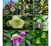 semi di vite di campana giardino balcone giardino interno semi per 300pcs