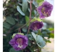 semi di vite di campana, in resistenti, giardino interni scalatrici resistenti, semi del prato giardino balcone 200pcs