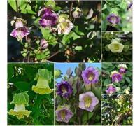 semi di vite di campana semi resistenti Decorazione con giardino interno vid campana 50pcs