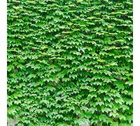 semi di vite selvatica - da giardino balcone aiuola vecchie varietà decorazione 550pcs