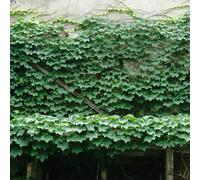 Semi di vite selvatica - esotico sospesa rampicanti resistenti da balcone decorazioni da giardino per esterni verdi per gli amanti del giardino 550pcs