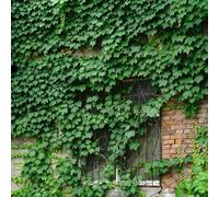 Semi di vite selvatica - verdi Perenni resistenti vecchie varietà raro rampicanti resistenti sospesa da balcone organico prodotti sostenibili per luoghi 550pcs