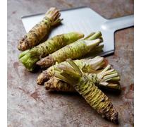 Semi di Wasabi, regali sostenibili semi per aiuole rialzate per giardino di vecchie varietà resistenti il giardino verdi 500pcs