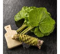semi di wasabi semi di aromatiche giardino sul balcone giardino aromatiche vecchie varietà selvatiche da cucina resistenti in vaso da per 100pcs
