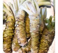 Semi di wasabi, semi di Eutrema wasabi semi di invernali regali da giardino per le donne semi da giardino regali 200pcs