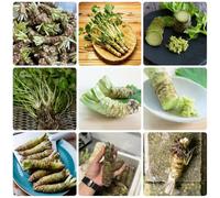 semi di wasabi semi di vecchie varietà selvatiche aromatiche da cucina giardino aromatiche resistenti in vaso da giardino esotico 600pcs