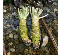 semi di wasabi vecchie varietà per giardinieri resistenti in vaso aromatiche da cucina giardino sul balcone raro semi di 100pcs