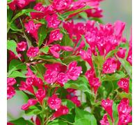 Semi di Weigela - esotiche balcone farfalla vecchie varietà di siepi giardino semi in vaso ornamentali rialzata giardino 600pcs