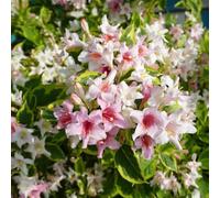 Semi di Weigela - farfalla in vaso rialzata esotiche balcone semi di resistenti giardino giardino primaverili 200pcs