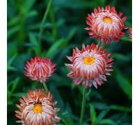 Semi di Xerochrysum bracteatum, semi di campo semi di rustiche per balconi biologici 150pcs