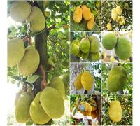 semi di yaca balcone serra yaca resistenti per giardino giardino antiche varietà di perenni resistenti all'aperto 25pcs