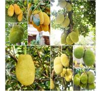 semi di yaca giardino giardino varietà antiche semi -Serie Rara- colonnari esotici yaca balcone serra perenne 50pcs