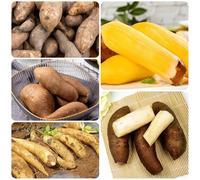 Semi di Yacon - antiche varietà Smallanthus sonchifolius, luoghi soleggiati esotici resistenti all'esterno da balcone resistenti 100pcs