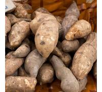 Semi di Yacon, frutteto da balcone semi di da giardino semi rari semi per aiuole rialzate da giardino roccioso 100pcs