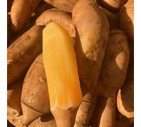 Semi di Yacon - giardino sono perenni resistenti Smallanthus sonchifolius, rari, giardino le sono resistenti 200pcs