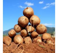 Semi di Yacon - luoghi soleggiati Smallanthus sonchifolius, sementi biologiche, colonnare, resistenti per il giardino balcone 50pcs