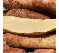 Semi di yacon, sementi biologiche frutteto Smallanthus sonchifolius - resistenti per il giardino resistenti all'esterno 100pcs