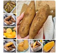 Semi di yacon, semi di per il giardino Smallanthus sonchifolius - Le da giardino sono frutto colonnare 500pcs